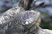 Iguana iguana Iguane vert Green iguana DSC_7154_tn